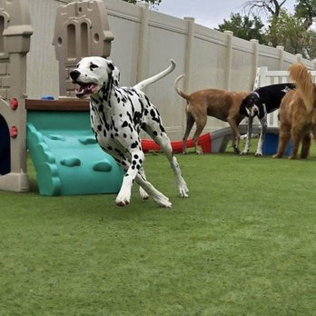 Big Sky Pet Resort - Pet Sitting Near Me - Billings, Montana Big Sky Pet Resort - Pet Sitting Near Me - Billings, Montana