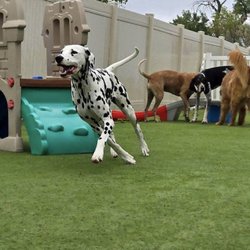 Big Sky Pet Resort