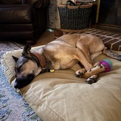 Pet Commander Kennels - Ginger in her bed