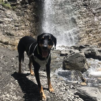 Battle Creek Falls Trail - Dog in front of waterfall - Hiking Near Me Battle Creek Falls Trail - Dog in front of waterfall - Hiking Near Me