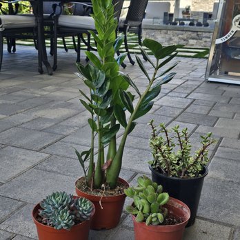 11:1 Succulent Nursery - Today's purchase. - Nurseries & Gardening Near Me - Whittier, California 11:1 Succulent Nursery - Today's purchase. - Nurseries & Gardening Near Me - Whittier, California
