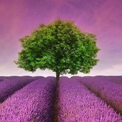 Cypress Hospice