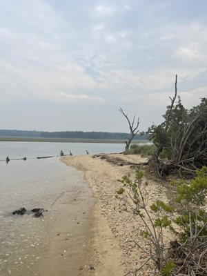 Crab Meadow Beach by null
