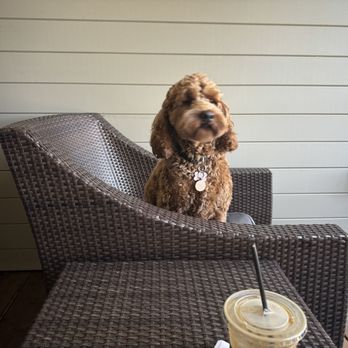 Carmel Valley Ranch - My dog relaxing on our rooms balcony - Hotels Near Me - Carmel, California Carmel Valley Ranch - My dog relaxing on our rooms balcony - Hotels Near Me - Carmel, California