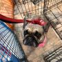 Photo of Googa Pet Grooming