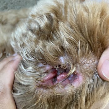 Classy Canine's Wiggle Rumps - One ear - Pet Groomers Near Me - Castrovalley, California