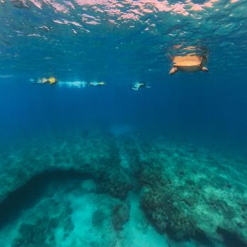 MANA Cruises & Charters - We saw a big sea turtle during our snorkel - Boat Tours Near Me - Kapolei, Hawaii MANA Cruises & Charters - We saw a big sea turtle during our snorkel - Boat Tours Near Me - Kapolei, Hawaii