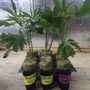 West Coast Clones