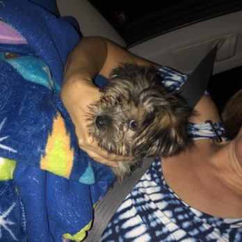 Puppy Travelers - Puppy upon pick up - Pet Transportation Near Me
