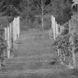 Cracked Barrel Winery