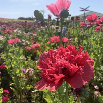 The Flower Fields - Venues & Event Spaces Near Me - Carlsbad, California
