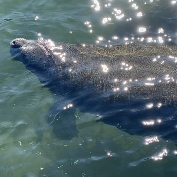 Nature's Discovery - Boat Tours Near Me - Crystal River, Florida Nature's Discovery - Boat Tours Near Me - Crystal River, Florida