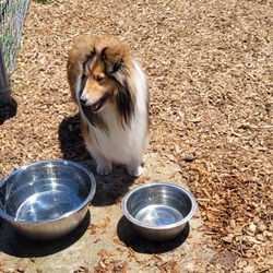 Quail Meadows Dog Park - Miss Izzie enjoyed some fresh water from the faucet.