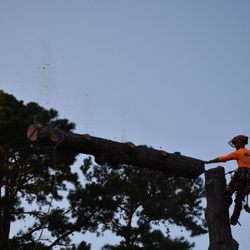 Sweetwater Tree Service