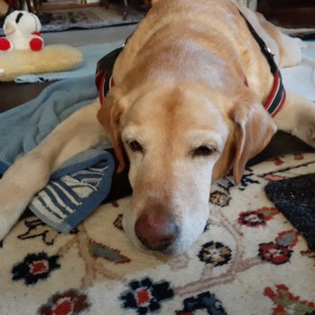 Stevenson Ranch Veterinary Center - Ruby's Legacy Charlemagne from Brueggers' Labradors. 2007 to 2022 - Veterinarians Near Me - Stevenson Ranch, California