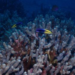 Maui Diving  Scuba & Snorkel Center
