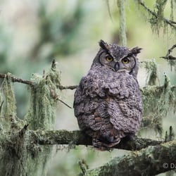 Point Reyes Safaris