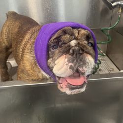 Muddy Paws Mobile Pet Grooming