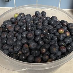 Miller Blueberry Plantation and Nursery - Some of the beautiful berries we picked