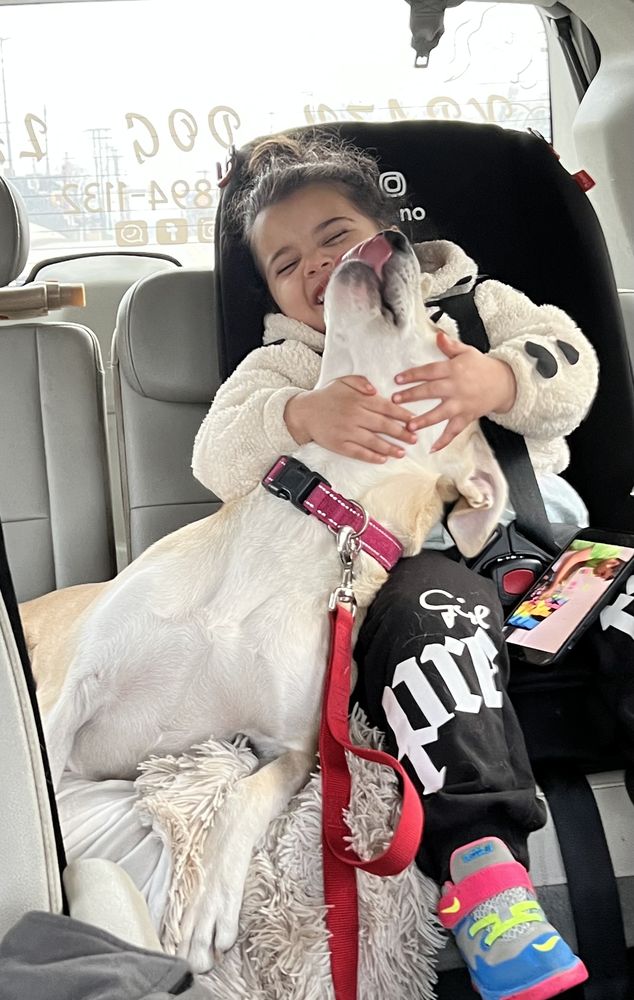 KRAZY DOG LADY Updated October 2024 130 Photos 1181 Gulf Rd