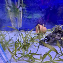 C-Macs Aquarium - Panda Corydora