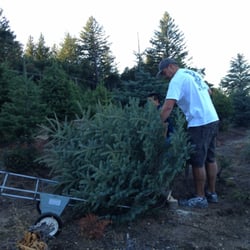 Crest Ranch Choose & Cut Christmas Trees - Found our perfect tree!