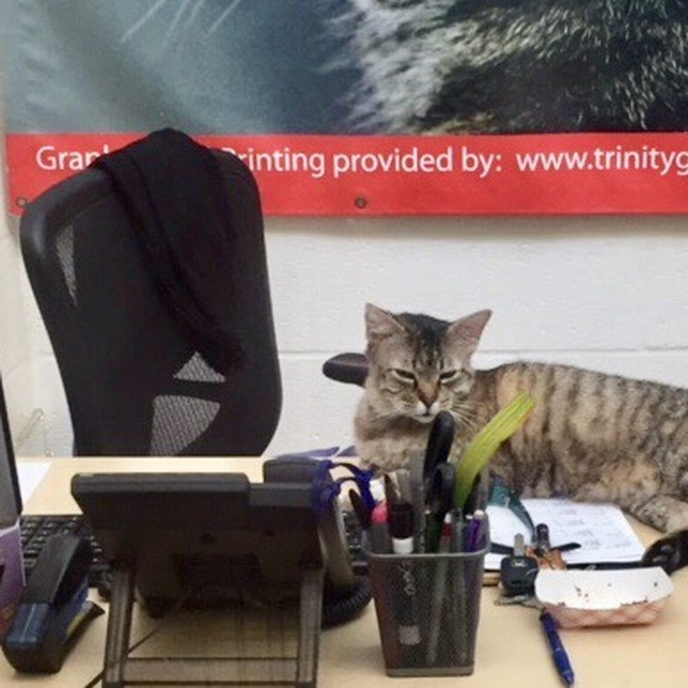 Cat Depot - Cat Depot Human Resources desk. May I help you? Meow. - Animal Shelters Near Me - Sarasota, Florida Cat Depot - Cat Depot Human Resources desk. May I help you? Meow. - Animal Shelters Near Me - Sarasota, Florida