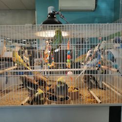 Parrots of the World