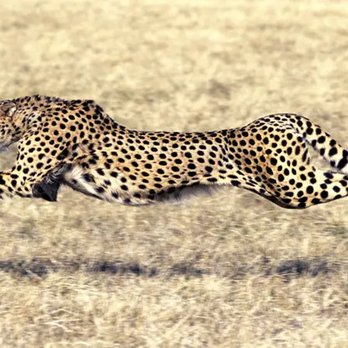 Cheetahs Power Cleaning - Creating Powerful change, one clean at a time - Home Cleaning Near Me Cheetahs Power Cleaning - Creating Powerful change, one clean at a time - Home Cleaning Near Me