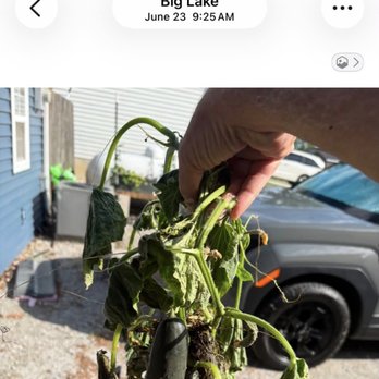 Spring Green - Dead garden from negligent application of weed killer when winds were about 14 mph - Tree Services Near Me - Fort Wayne, Indiana Spring Green - Dead garden from negligent application of weed killer when winds were about 14 mph - Tree Services Near Me - Fort Wayne, Indiana