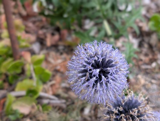 Royal Botanic Gardens Victoria - Melbourne Gardens by null