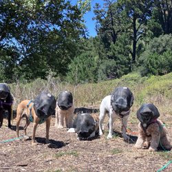 The Dogista - The pack's album cover photo :)