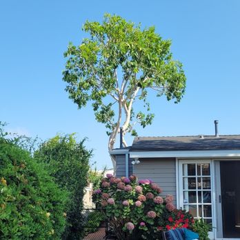 Pena Tree Service - Tree Services Near Me