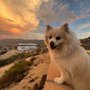 Photo of Dogtor Dre