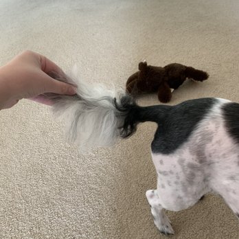Hometown Grooming - Half of his tail is missing - Pet Groomers Near Me - Taylor Mill, Kentucky Hometown Grooming - Half of his tail is missing - Pet Groomers Near Me - Taylor Mill, Kentucky