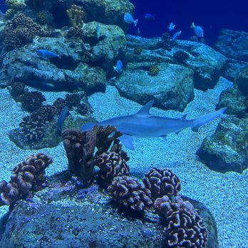 Houston Zoo - Zoos Near Me - Houston, Texas Houston Zoo - Zoos Near Me - Houston, Texas
