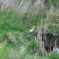 Tule Marsh East