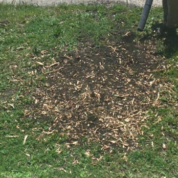 Chicago Tree Service Professionals - Ground front stump - Tree Services Near Me