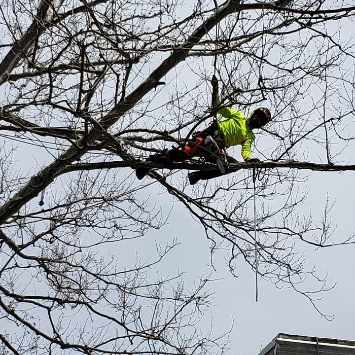 ABC Tree Monkeys - tree service in Halifax, PA