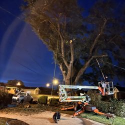 Rouses Tree & Landscaping Services - Tree removal