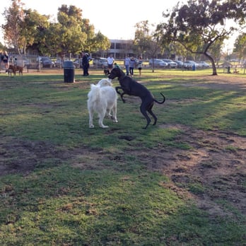 Arbor Dog Park - Bella loves Beau. - Dog Parks Near Me - Los Alamitos, California Arbor Dog Park - Bella loves Beau. - Dog Parks Near Me - Los Alamitos, California