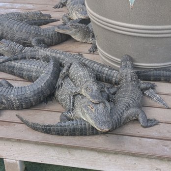 Gatorland - Gators - Zoos Near Me - Orlando, Florida