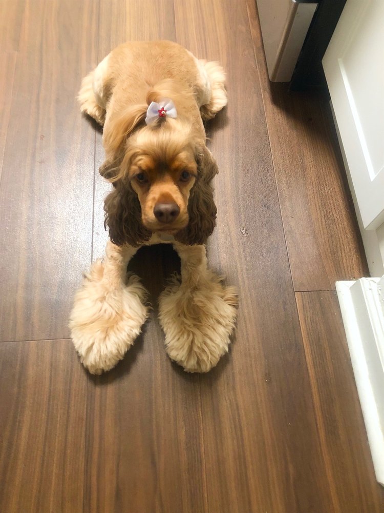 ALL ABOUT PAWS Updated September 2024 47 Photos & 25 Reviews 39