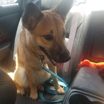 Immaculate Paws - She survived - Pet Groomers Near Me - Riverside, California Immaculate Paws - She survived - Pet Groomers Near Me - Riverside, California