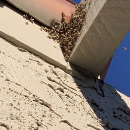 The bees.