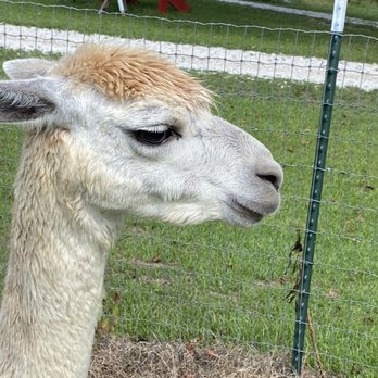 Chez Fur Fiber Farm - Alpaca! - Petting Zoos Near Me - Malvern, Arkansas