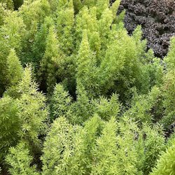 Bonilla Nurseries