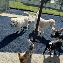 Lucky Pup Lodge
