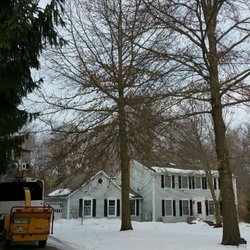 TAZ Tree Service