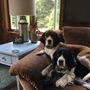 Photo of Champion K9 Services